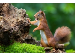  林中可爱的小松鼠 坚果 4k图片 