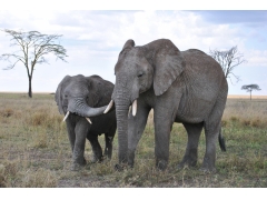  非洲大象4k图片 