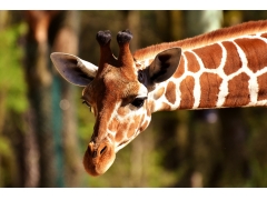  非洲动物园野生动物长颈鹿图片 