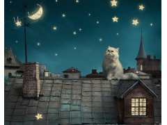  波斯白猫,小猫,童话,幻想,晚上屋顶,房子,天空图片 