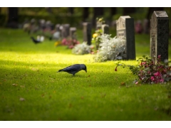  鸟,坟墓,鲜花,墓碑,风景图片 