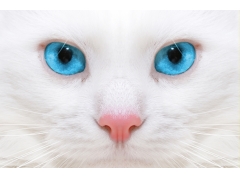  美丽的白猫,蓝色眼睛,高清图片 