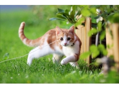 小猫,夏天,绿草地,可爱小黄猫图片