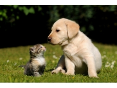  小猫和小狗,朋友,草地,可爱动物图片 