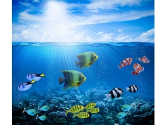  珊瑚礁,水下,海洋,鱼的照片 
