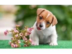  杰克罗素梗小狗,鲜花,高清图片 