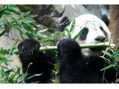  森林,动物,熊猫,竹,大熊猫图片 