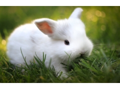  小白兔,绿草,图片 