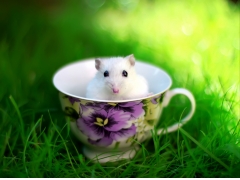  夏天,草,老鼠,茶杯,林间空地的图片 