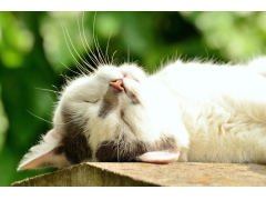  猫 白天睡觉 摄影图片 