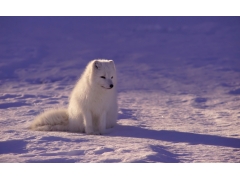  北极狐高清图片 