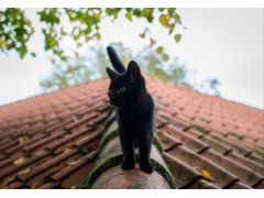  小黑猫,夏天,屋顶,图片 