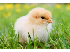  草地上毛茸茸的小鸡图片素材 
