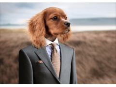  宠物 西装 领带 创意设计图片 
