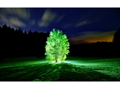  晚上 树 光 美丽的4K风景壁纸图片 