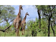  高大的长颈鹿图片 