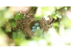  枝头鸟巢中的鸟蛋图片 
