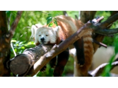  树上可爱的小熊猫图片 
