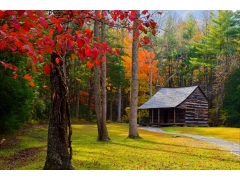  自然森林公园树秋天风景4K图片 