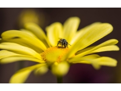 蜜蜂与花高清微距图片壁纸2
