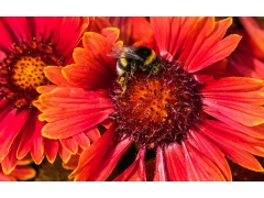  蜜蜂与花高清微距图片壁纸 3 