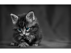  简约猫的黑白图片壁纸 