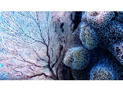  海底珊瑚唯美高清桌面壁纸 