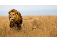  草原凶猛的狮子图片 