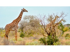  草原上的长颈鹿图片 