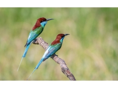  蓝喉蜂虎鸟图片 