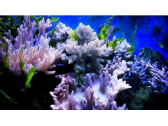 珊瑚和珊瑚礁图片 