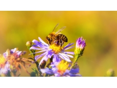  高清采花蜜的蜜蜂图片 