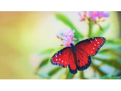  红色的蝴蝶图片 