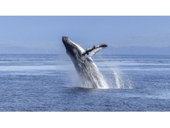 大型哺乳类动物鲸鱼图片