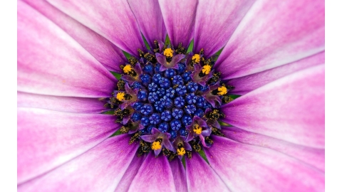紫色花朵壁纸