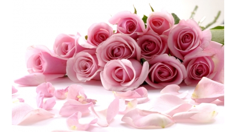 粉色玫瑰高清壁纸
