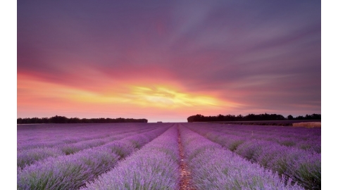 紫色唯美风景图片