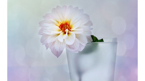 植物写真清新壁纸图片