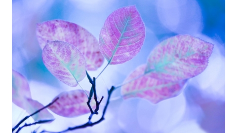 唯美植物经典壁纸图片