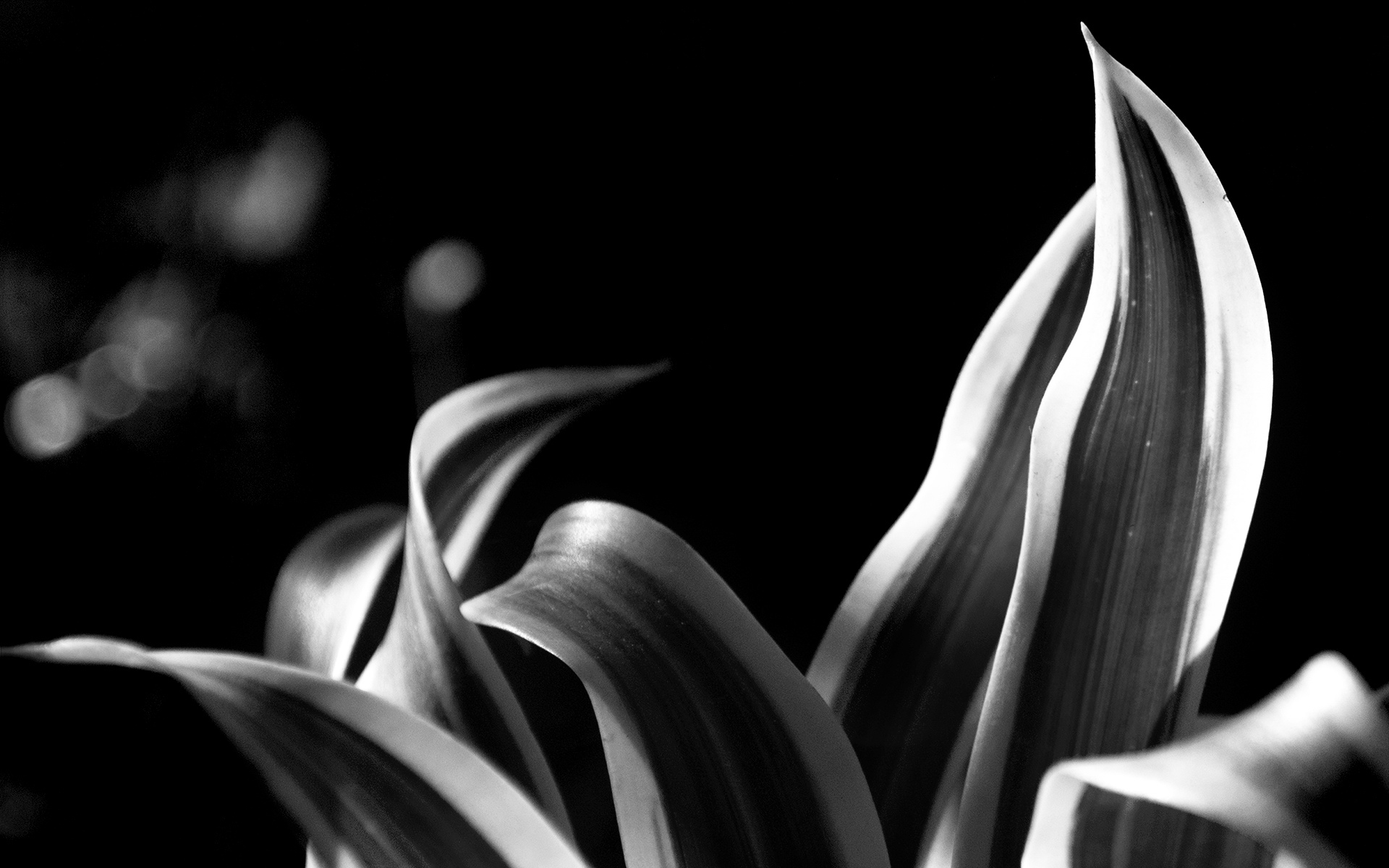 黑白之美：静态植物摄影桌面壁纸